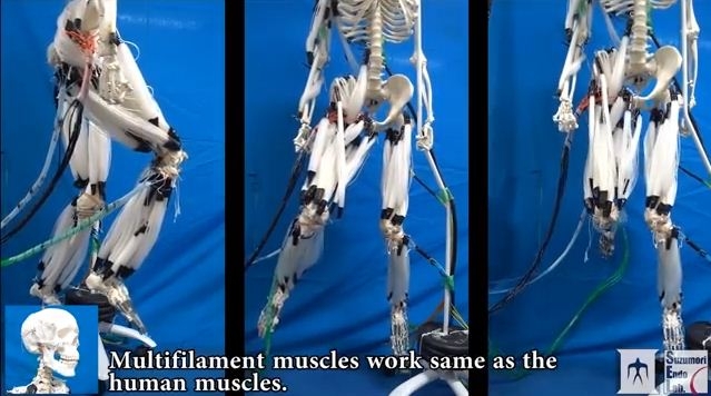 日本科學(xué)家造出長肌肉的機器人